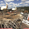 13_35-nest.jpg