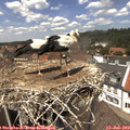 13_40-nest.jpg