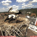 13_45-nest.jpg