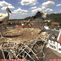 13_50-nest.jpg