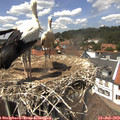 14_00-nest.jpg