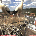 14_15-nest.jpg