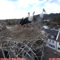 14_20-nest.jpg