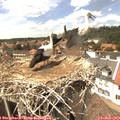 14_30-nest.jpg