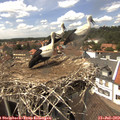14_35-nest.jpg