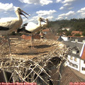14_40-nest.jpg