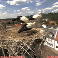 14_45-nest.jpg