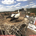 14_50-nest.jpg