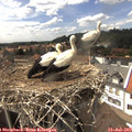 15_00-nest.jpg