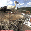 15_05-nest.jpg
