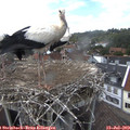 15_10-nest.jpg