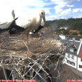 15_15-nest.jpg