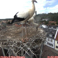 15_20-nest.jpg
