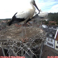 15_25-nest.jpg