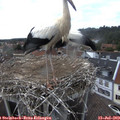 15_30-nest.jpg