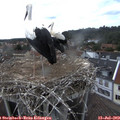 15_35-nest.jpg