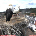 15_40-nest.jpg