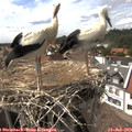 15_45-nest.jpg