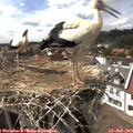 15_50-nest.jpg