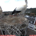 15_55-nest.jpg