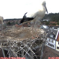16_00-nest.jpg