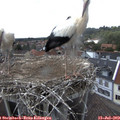 16_05-nest.jpg