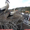 16_10-nest.jpg