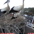 16_15-nest.jpg