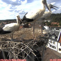 16_25-nest.jpg