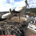 16_30-nest.jpg