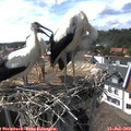 16_35-nest.jpg