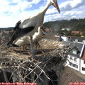 16_40-nest.jpg