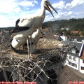 16_45-nest.jpg