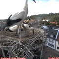 16_50-nest.jpg