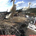 16_55-nest.jpg