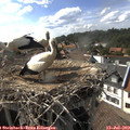 17_00-nest.jpg