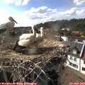 17_05-nest.jpg
