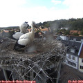 17_10-nest.jpg