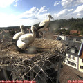 17_15-nest.jpg