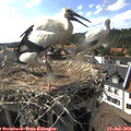 17_20-nest.jpg