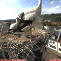 17_25-nest.jpg