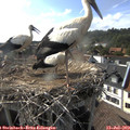 17_30-nest.jpg