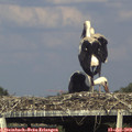 17_35-mast.jpg