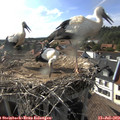 17_35-nest.jpg