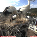 17_40-nest.jpg