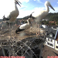 17_45-nest.jpg