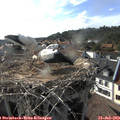 17_50-nest.jpg