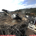 17_55-nest.jpg
