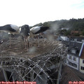 18_05-nest.jpg