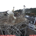18_20-nest.jpg